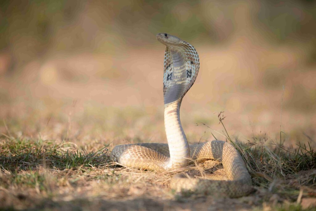 snake-bites-man-in-bihar